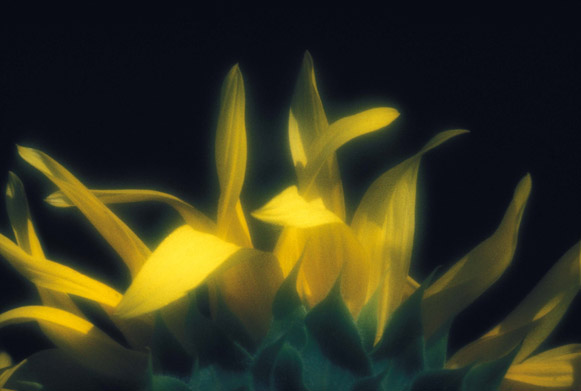 sun-flower.jpg (44481 bytes)