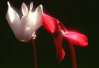 Cyclamen Flowers (13K)