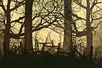 Spooky Winter Trees (56K)